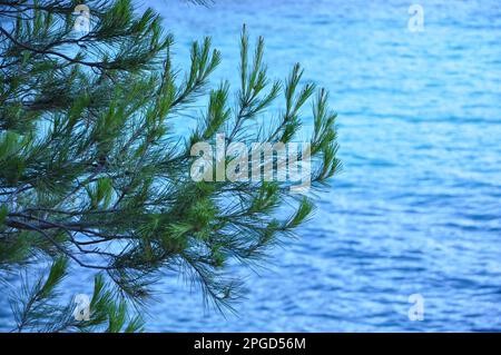 Mit Blick auf den immergrünen Zweig über dem Meer. Grüner Kiefernbaum über dem blauen Meer. Wunderschöner kroatischer Kiefernzweig mit grünen Zapfen. Stockfoto