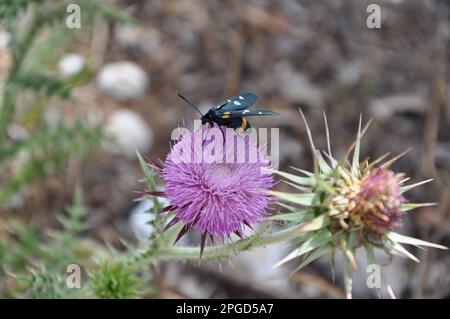Mariendistel mit Blüte im Sommer, Silybum marianum mit Käfer drauf. Stockfoto