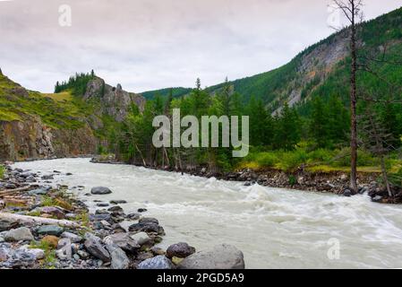 Der Gebirgsfluss Chuya mit einer schnellen Strömung und schlammigem Wasser fließt zwischen den Felsen mit trockenen Fichten und Wald- und Steinküste in Altai in Siberi Stockfoto