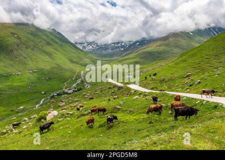 Cicekli-Plateau im Camlihemsin-Bezirk der Provinz Rize. Region der Kackar Mountains. Rize, Truthahn. (Türkisch: Cicekli Yaylasi) Stockfoto