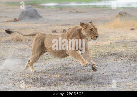 Die Löwin (Panthera leo) fließt am Fluss Khwai entlang. Die Vorderbeine in die Luft. Vorderansicht des gesamten Körpers. Okavango Delta, Botsuana, Afrika Stockfoto