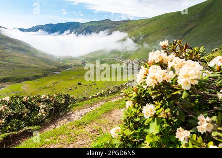 Avusor Plateau in Rize, Türkei. Wunderschöne Landschaft mit den Kackar Mountains. Stockfoto