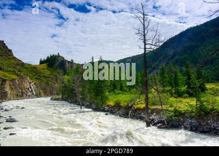 Der Gebirgsfluss Chuya mit schnellem Strom und schlammigem Wasser fließt zwischen Felsen mit trockenen Fichten und Wald und Steinküste in Altai in Russland. Stockfoto