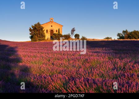 Lavendelfelder und Kapelle bei Sonnenuntergang in der Provence. Alpes-de-Haute-Provence, Frankreich Stockfoto