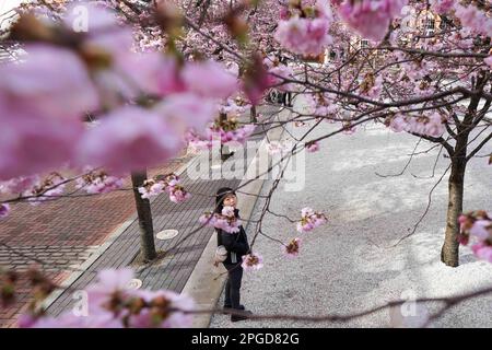 Eine Frau beobachtet blühende Bäume am Oozells Square im Zentrum von Birmingham. Bilddatum: Mittwoch, 22. März 2023. Stockfoto