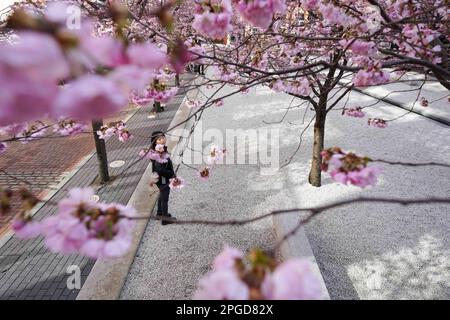 Eine Frau beobachtet blühende Bäume am Oozells Square im Zentrum von Birmingham. Bilddatum: Mittwoch, 22. März 2023. Stockfoto