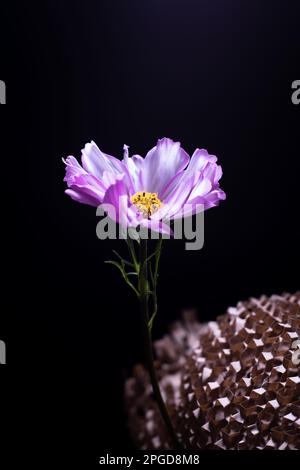 Wunderschöne rosafarbene Kosmos-Blume auf schwarzem Hintergrund, die ins Licht fliegt Stockfoto