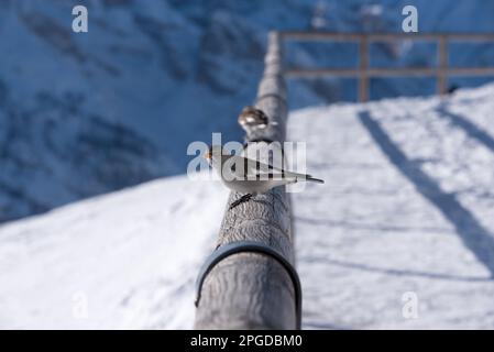 un bel uccello in montagna, uccello che si avvicina ad un'uomo. Stockfoto