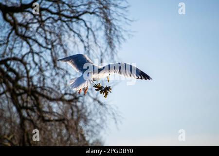 Eine weiße Möwe schwingt anmutig durch die Luft, vor dem Hintergrund eines hohen Baumes Stockfoto