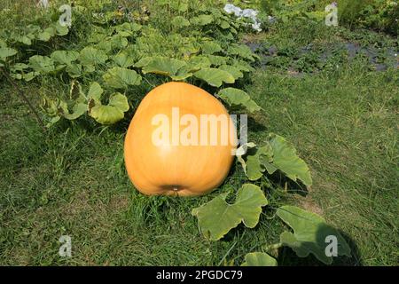 Atlantic Giant Kürbis wächst auf Pflanze im Garten Stockfoto