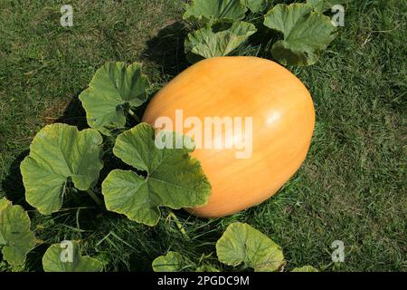 Atlantic Giant Kürbis wächst auf Pflanze im Garten Stockfoto