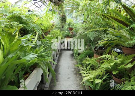 Gewächshaus voller grüner Farne im botanischen Garten. Farne wachsen in Töpfen. Stockfoto