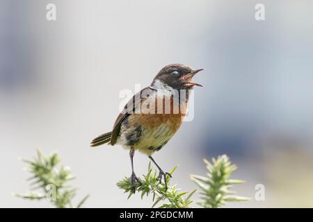 Wunderschönes singendes Stonechat von einer nördlichen portugiesischen Wiese. Stockfoto