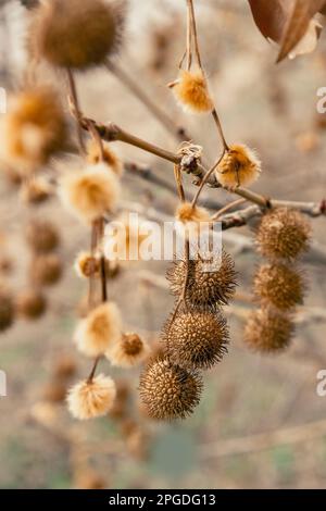 Planenobst auf den Ästen im Frühling Stockfoto