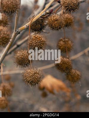 Planenobst auf den Ästen im Frühling Stockfoto