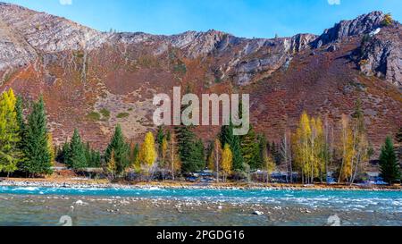 Herbstfeken und Birken unter einem Berg in der Nähe des schnellen Gebirgsflusses Chuya in Altai in Sibirien an einem hellen Tag. Stockfoto