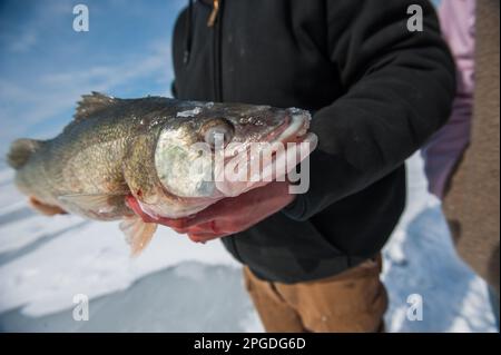 Walleye hat Eisangeln am Eriesee gefangen Stockfoto