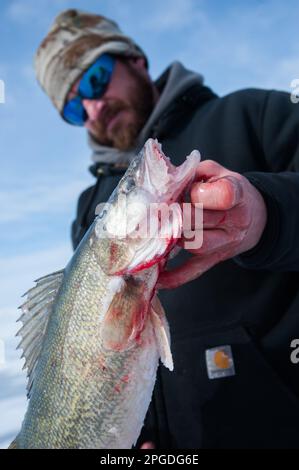 Walleye hat Eisangeln am Eriesee gefangen Stockfoto