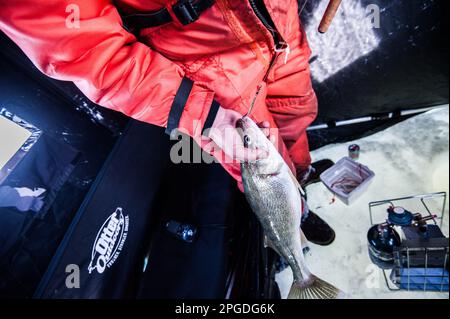 Walleye hat Eisangeln am Eriesee gefangen Stockfoto