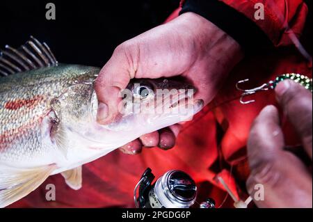 Walleye hat Eisangeln am Eriesee gefangen Stockfoto