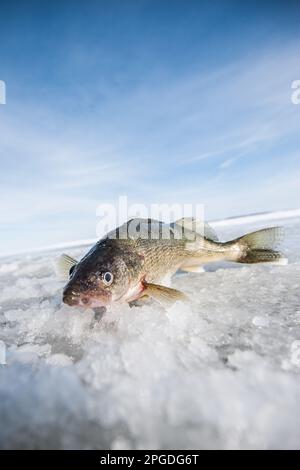 Walleye beim Eisfischen am Eriesee gefangen Stockfoto