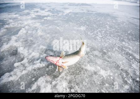 Walleye beim Eisfischen am Eriesee gefangen Stockfoto