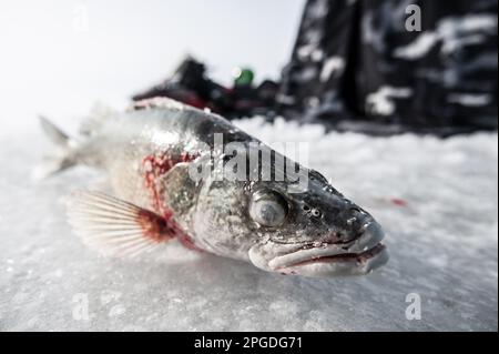 Walleye beim Eisfischen am Eriesee gefangen Stockfoto