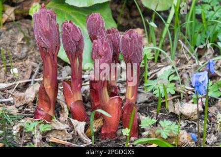 Pfingstrosen im Garten Pfingstrose Keimen Paeonia lactiflora Pfingstrosen Paeonia Rote Pfingstrosen marschieren Keimen wächst und sprießt Pflanzen Frühlingsknospen Stockfoto