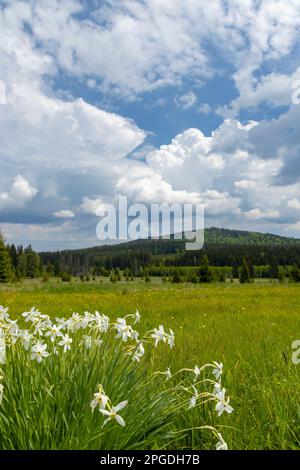 Typische Frühlingslandschaft in der Nähe von Stozec, Nationalpark Sumava, Tschechische Republik Stockfoto