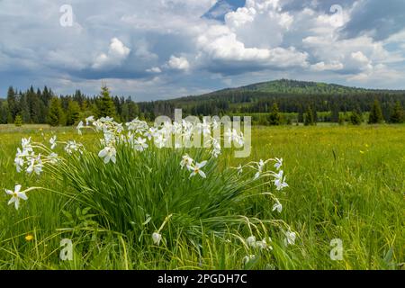 Typische Frühlingslandschaft in der Nähe von Stozec, Nationalpark Sumava, Tschechische Republik Stockfoto