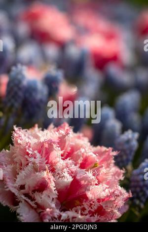 Makroaufnahme von Tulpe mit Wassertropfen, Blumengarten Keukenhof, Lisse, Niederlande Stockfoto