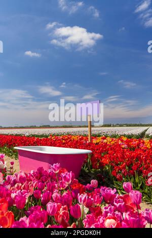 Tulpenfeld mit rosafarbener Badewanne in der Nähe des Keukenhof, Niederlande Stockfoto