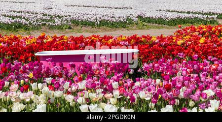 Tulpenfeld mit rosafarbener Badewanne in der Nähe des Keukenhof, Niederlande Stockfoto