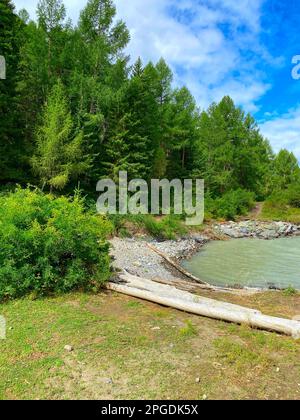 Die Bucht des Chuya-Gebirges mit Fluss und Wellen mit einem Baumstamm auf dem grünen Gras an der Küste und Tannen in Altai in Sibirien im Sommer. Stockfoto