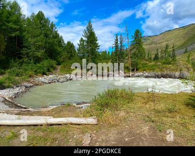 Die Bucht des Gebirgsflusses Chuya mit Fluss und Wellen mit einem Baumstamm, der sich im Sommer auf dem grünen Gras am Ufer und den Tannen in Altai in Sibirien ausruhen kann Stockfoto