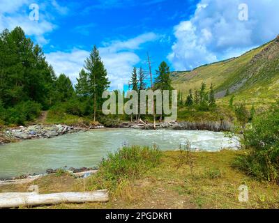 Bucht des Gebirgsflusses Chuya mit Fluss und Wellen mit einem Baumstamm an der Küste und Tannen in Altai in Sibirien im Sommer. Stockfoto