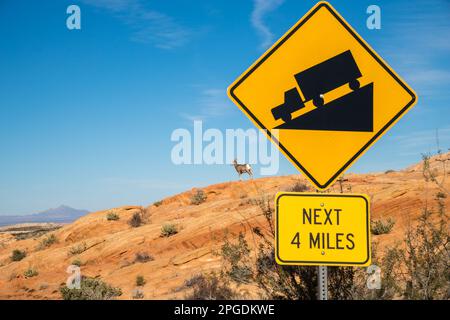 Ein großes Hornblatt versucht, eine Straße mit einem Straßenschild im Vordergrund zu überqueren. Gezielter selektiver Fokus. Unscharfer Hintergrund. Stockfoto