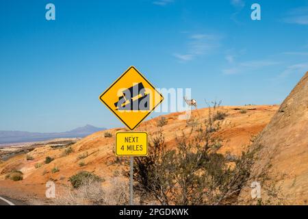 Ein großes Hornblatt versucht, eine Straße mit einem Straßenschild im Vordergrund zu überqueren. Gezielter selektiver Fokus. Unscharfer Hintergrund. Stockfoto