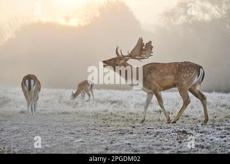 Damhirsch (Cervus dama, Dama dama). Buck und Two machen es auf einer eisigen Wiese während der Herbsttrotte. Bayerischer Wald, Bayern, Deutschland Stockfoto