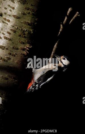 Woodpecker im Nistloch tief im Wald, Deutschland. Stockfoto