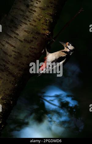Woodpecker im Nistloch tief im Wald, Deutschland. Stockfoto