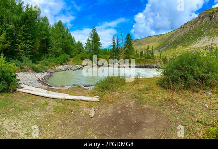 Die Bucht des Gebirgsflusses Chuya mit Fluss und Wellen mit einem Baumstamm, der sich auf dem grünen Gras am Ufer und Tannen im Altai in Sibirien ausruhen kann. Stockfoto