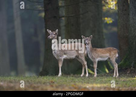 Damhirsch, weiblich mit Kalb. Stockfoto