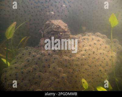 Mitten in der Froschbrut... Gemeine Kröte ( Bufo bufo ), Unterwasserfoto aus dem häuslichen Teich, Gemeine Kröte paart sich Stockfoto
