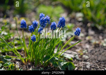 Blaue Frühlingsblumen Muscari im Gras Stockfoto