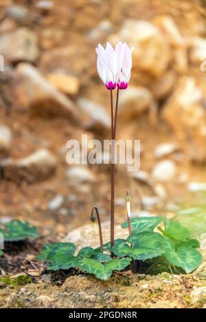 Wunderschöne Blüten des Zyklamus Stockfoto