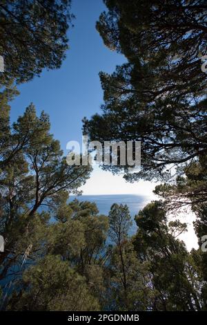 pini d'aleppo, Ripe rosse, montecorice, salerno, kampanien, italia, Stockfoto