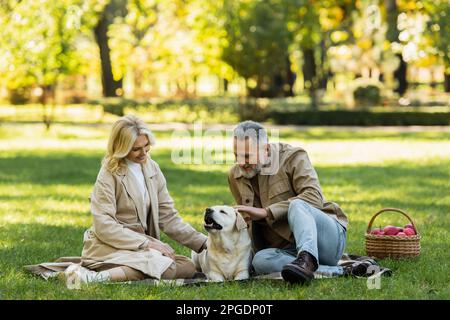 Glücklicher bärtiger Mann, der labrador in der Nähe einer blonden Frau streichelte, während eines Picknickens im Park, Stockbild Stockfoto