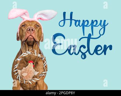 Niedliches Hündchen, Korbkranz und weiches, weiches Spielzeug. Frohe Ostern. Nahaufnahme, Studioaufnahme, drinnen. Tageslicht. Glückwunsch an die Familie, die Lieben, die Verwandten Stockfoto