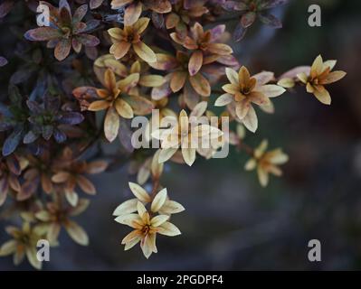 Eine Nahaufnahme gelber Blumen, die auf einem Busch blühen Stockfoto